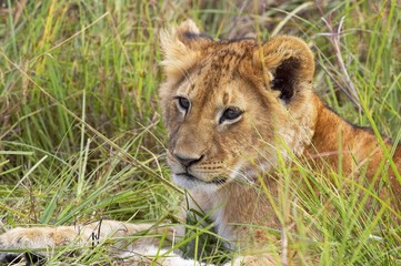 Obraz na płótnie Canvas African Lion, panthera leo, Cub, Masai Mara Park in Kenya