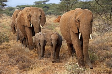 Obraz na płótnie Canvas African Elephant, loxodonta africana, Herd at Masai Mara Park in Kenya