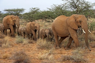 Fototapeta na wymiar African Elephant, loxodonta africana, Herd at Masai Mara Park in Kenya