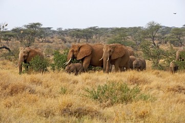Fototapeta na wymiar African Elephant, loxodonta africana, Herd at Masai Mara Park in Kenya