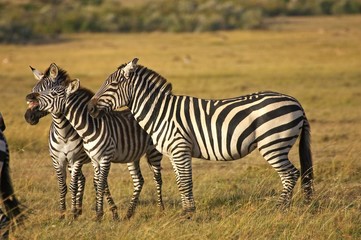 Fototapeta na wymiar Burchell's Zebra, equus burchelli, Group at Masai Mara Park in Kenya