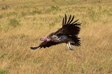 Lappet Faces Vulture, torgos tracheliotus, Adult in Flight, Masai Mara Park in Kenya