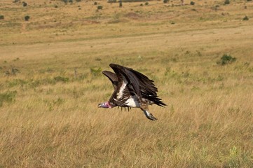 Lappet Faces Vulture, torgos tracheliotus, Adult in Flight, Masai Mara Park in Kenya