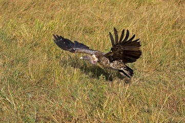 Obraz premium African White Backed Vulture, gyps africanus, Adult in Flight, Taking off, Masai Mara Park in Kenya