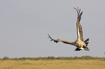 Fototapeta na wymiar African White Backed Vulture, gyps africanus, Adult in Flight, Masai Mara Park in Kenya