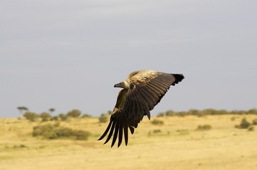African White Backed Vulture, gyps africanus, Adult in Flight, Masai Mara Park in Kenya
