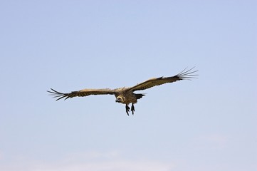 African White Backed Vulture, gyps africanus, Adult in Flight, Masai Mara Park in Kenya
