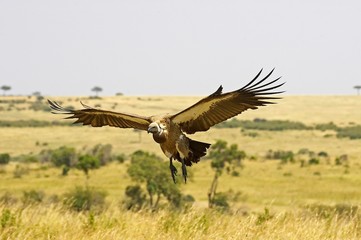 African White Backed Vulture, gyps africanus, Adult in Flight, Masai Mara Park in Kenya