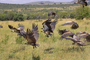 African White Backed Vulture, gyps africanus, Group in Flight, Taking off, Masai Mara Park in Kenya