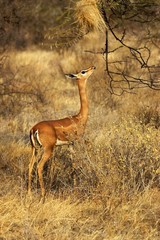 Gerenuk or Waller's Gazelle, litocranius walleri, Female standing in Bush, Samburu park in Kenya
