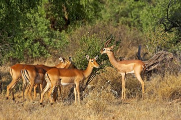 Naklejka na ściany i meble Impalas, aepyceros melampus, and Gerenuk or Waller's Gazelle, litocranius walleri, Samburu park in Kenya