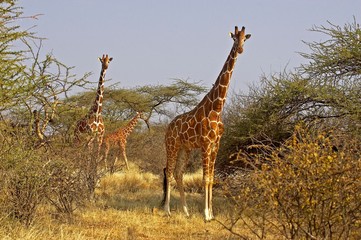 Reticulated Giraffe, giraffa camelopardalis reticulata, Samburu Park in Kenya Kenya