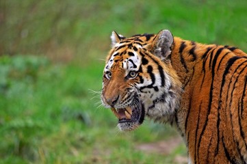 Fototapeta na wymiar Siberian Tiger, panthera tigris altaica, Portait with open Mouth, Defense Posture