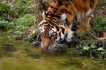 Siberian Tiger, panthera tigris altaica, Drinking Water