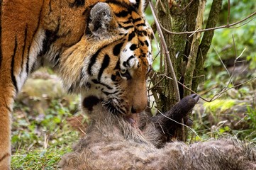 Siberian Tiger, panthera tigris altaica with a Kill, a Wild boar
