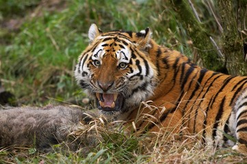Siberian Tiger, panthera tigris altaica with a Kill, a Wild boar