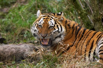 Siberian Tiger, panthera tigris altaica with a Kill, a Wild boar