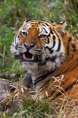 Siberian Tiger, panthera tigris altaica with a Kill, a Wild boar