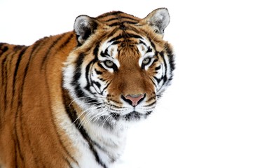 Fototapeta na wymiar Siberian Tiger, panthera tigris altaica, Portrait on Snow