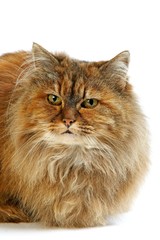 Tortoiseshell Persian Domestic Cat against White Background