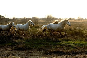 Obraz premium Camargue Horses standing in Swamp, Saintes Marie de la Mer in South East of France