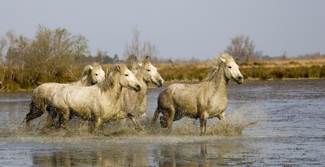 Camargue Horses standing in Swamp, Saintes Marie de la Mer in South East of France