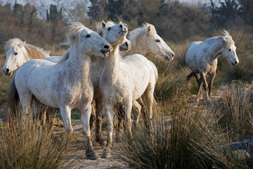 Obraz premium Camargue Horses standing in Swamp, Saintes Marie de la Mer in South East of France