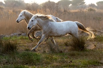 Camargue Horses standing in Swamp, Saintes Marie de la Mer in South East of France