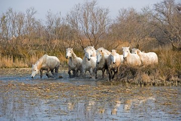 Fototapeta premium Camargue Horses standing in Swamp, Saintes Marie de la Mer in South East of France