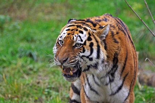 Siberian Tiger, panthera tigris altaica, Portait with open Mouth, Defense Posture
