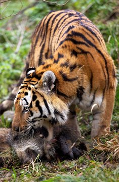 Siberian Tiger, panthera tigris altaica with a Kill, a Wild boar