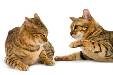 Brown Spotted Tabby Bengal Domestic Cat against White Background R