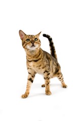 Brown Spotted Tabby Bengal Domestic Cat against White Background R