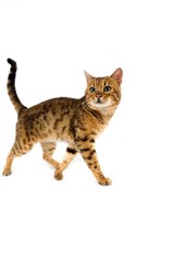 Brown Spotted Tabby Bengal Domestic Cat against White Background R
