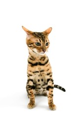 Fototapeta na wymiar Brown Spotted Tabby Bengal Domestic Cat against White Background R
