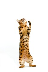 Brown Spotted Tabby Bengal Domestic Cat against White Background R