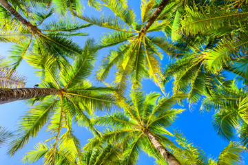 Fototapeta na wymiar Coconut palms tropical background, Boracay island