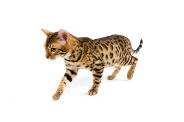 Naklejka premium Brown Spotted Tabby Bengal Domestic Cat against White Background R