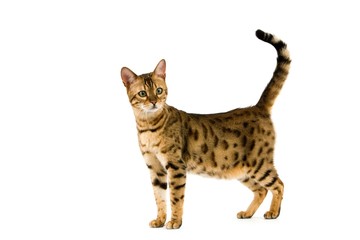 Brown Spotted Tabby Bengal Domestic Cat against White Background R