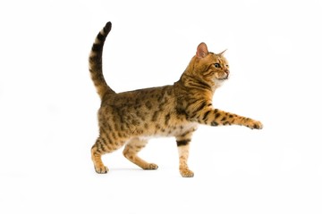 Brown Spotted Tabby Bengal Domestic Cat against White Background R