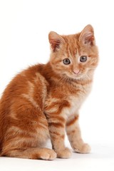 Obraz premium Red Tabby Domestic Cat, Kitten against White Background