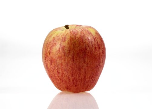 Starling Apple, malus domestica against White Background