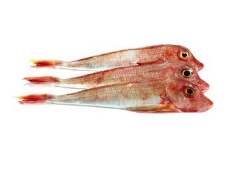 Red Gurnard, trigla cuculus, Fresh Fishes against White Background