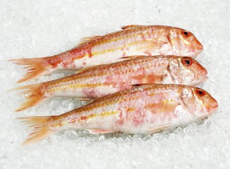 Red Mullet, mullus surmuletus, Fresh fishes on Ice