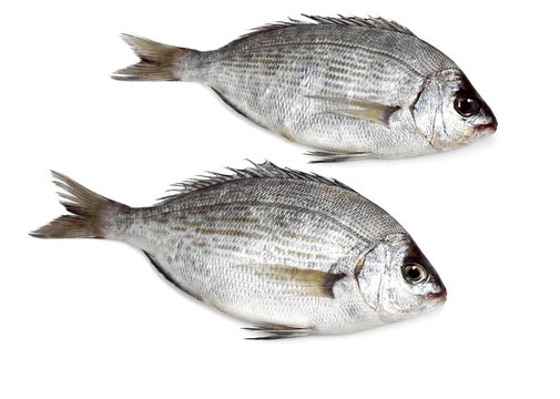 Grey Sea Bream, spondyliosoma cantharus, Fresh Fishes against White Background
