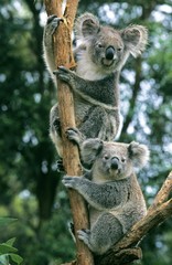 Koala, phascolarctos cinereus, Adults standing on Branch