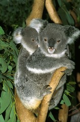 Koala, phascolarctos cinereus, Mother carrying young on its Back