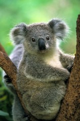 Fototapeta premium Koala, phascolarctos cinereus, Adult standing on Branch