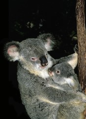 Koala, phascolarctos cinereus, Mother and young