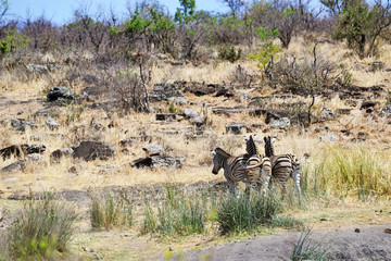 Zebra im Krüger-Nationalpark in Südafrika 